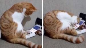 Katten ser sit afdøde menneske på en optagelse på telefonen. Dens reaktion giver